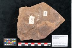 Foto (Objekt + Etikett) von Fagus ninnisiana Unger (NHMW-GEO-2024-0188-10202)